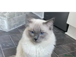 Ragdoll cats for stud: ACTIVE BLUE POINT LARGE STUD RAGDOLL in Batley - Advert 3