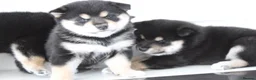 Japanese Shiba Inu dogs for sale: EXCEPTIONAL SHIBA INU PUPPIES OUTSTANDING QUALITY - Advert 4