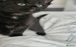 Domestic Shorthair cats for sale: Beautiful Family Friendly Tabby's - Image 6