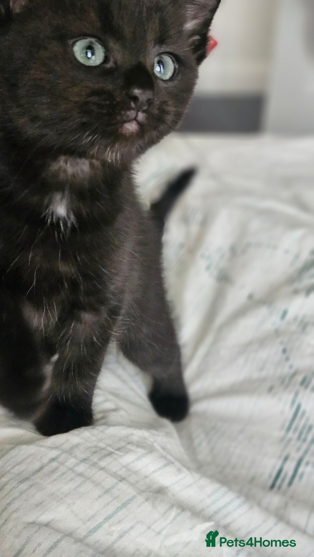 Domestic Shorthair cats for sale: Beautiful Family Friendly Tabby's - Image 6