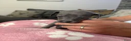 Mixed Breed dogs for sale: Italian greyhound 3/4 and 1/4 whippet puppies  - Advert 4