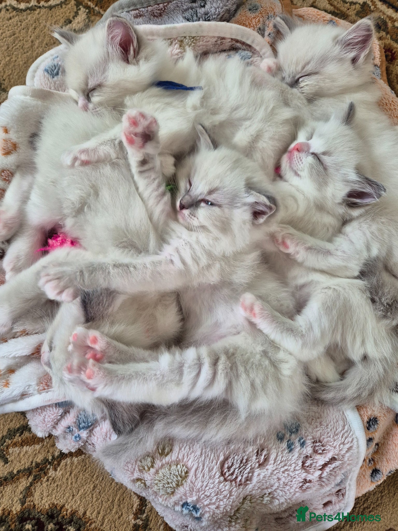 Ragdoll cats Ragdoll kittens looking for their forever home - Advert 16
