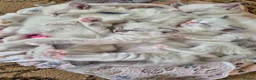 Ragdoll cats for sale: Ragdoll kittens looking for their forever home - Advert 1