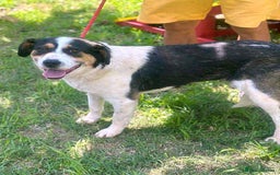 Mixed Breed dogs for adoption: 💛🐾 Flora – wearing her beautiful smile 🐾💛 - Image 5
