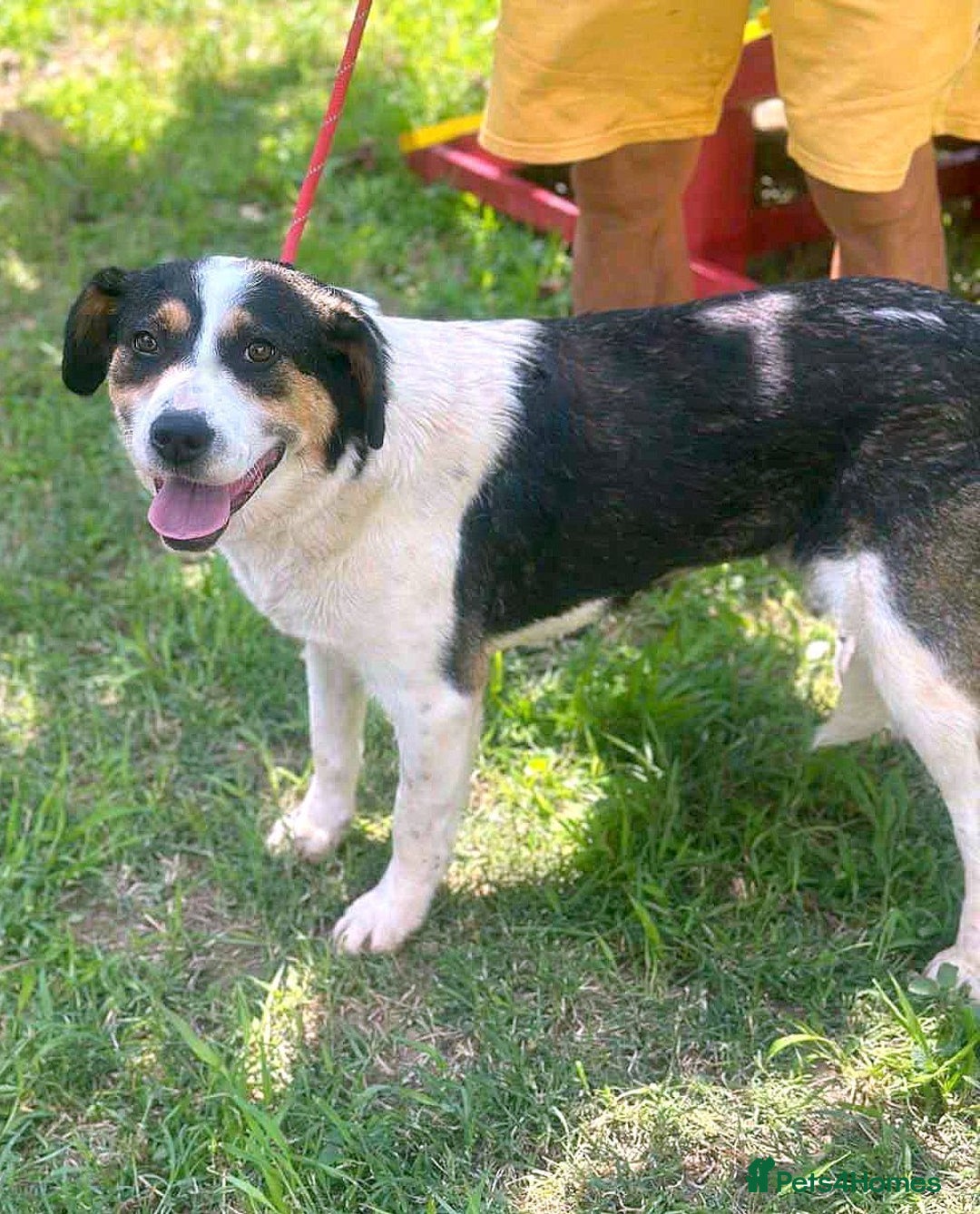 Mixed Breed dogs for adoption: 💛🐾 Flora – wearing her beautiful smile 🐾💛 - Image 5