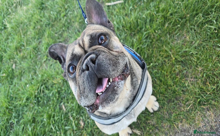 French Bulldog dogs Male french bulldog age 7 - Advert 1