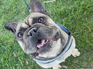 French Bulldog dogs Male french bulldog age 7 - Advert 2