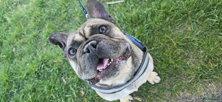 French Bulldog dogs Male french bulldog age 7 - Advert 1