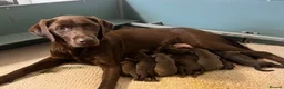 Labrador Retriever dogs for sale: KC CHOCOLATE LABRADOR PUPS HEALTH TESTED PARENTS - Advert 2