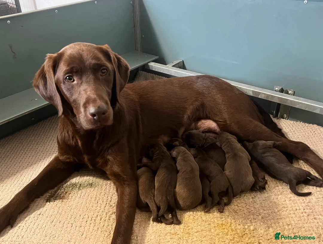 Labrador Retriever dogs for sale: KC CHOCOLATE LABRADOR PUPS HEALTH TESTED PARENTS - Advert 2