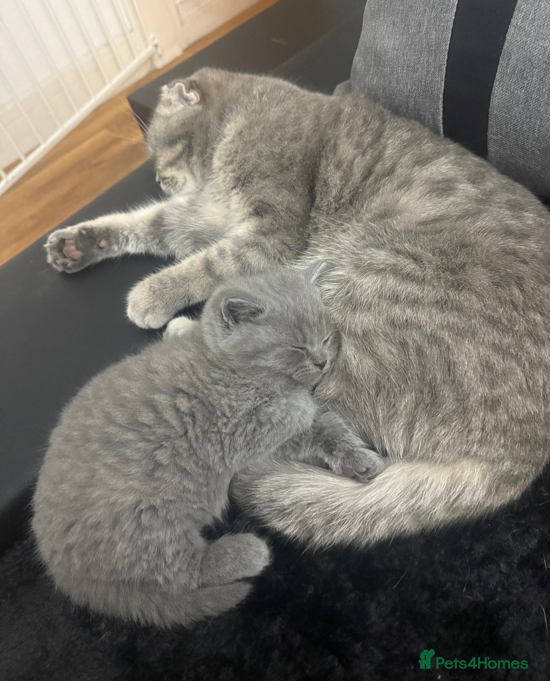 Scottish Fold cats for sale: Scottish fold kittens  - Advert 4