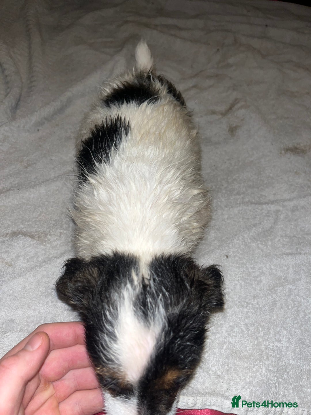 Jack Russell dogs for sale: 4 stunning playful Jack Russell puppies - Image 9