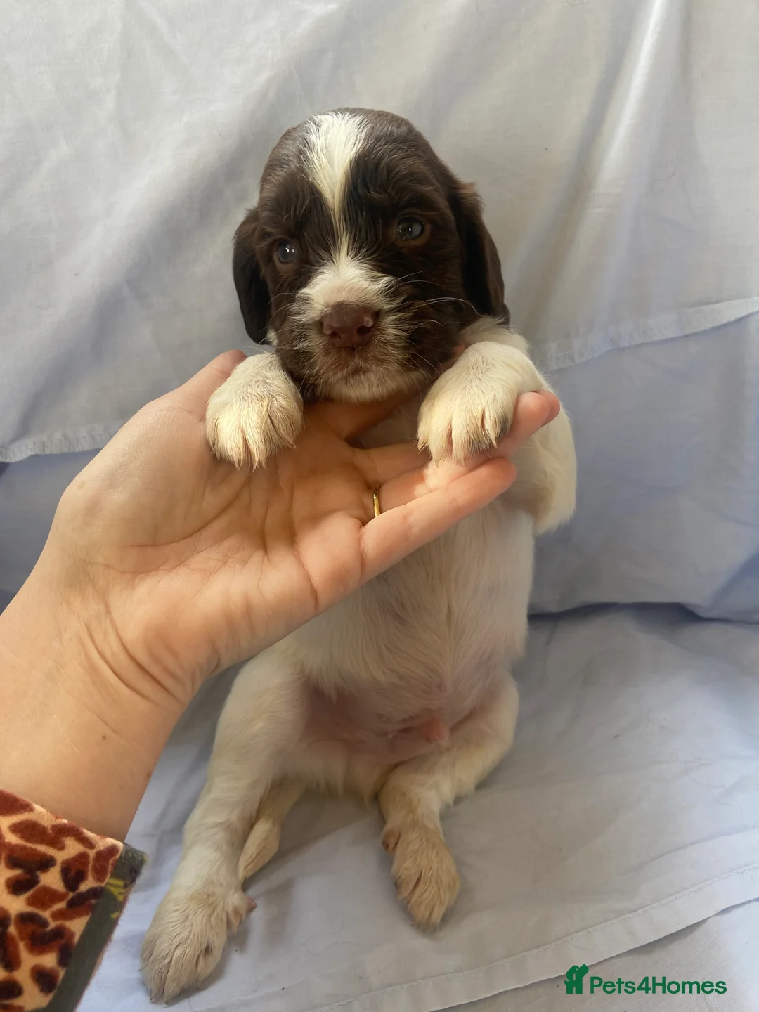 Cocker Spaniel dogs for sale: Working type Cocker Spaniel Puppies 🐶🐾  - Advert 5