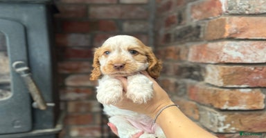Cocker Spaniel dogs - Advert 4
