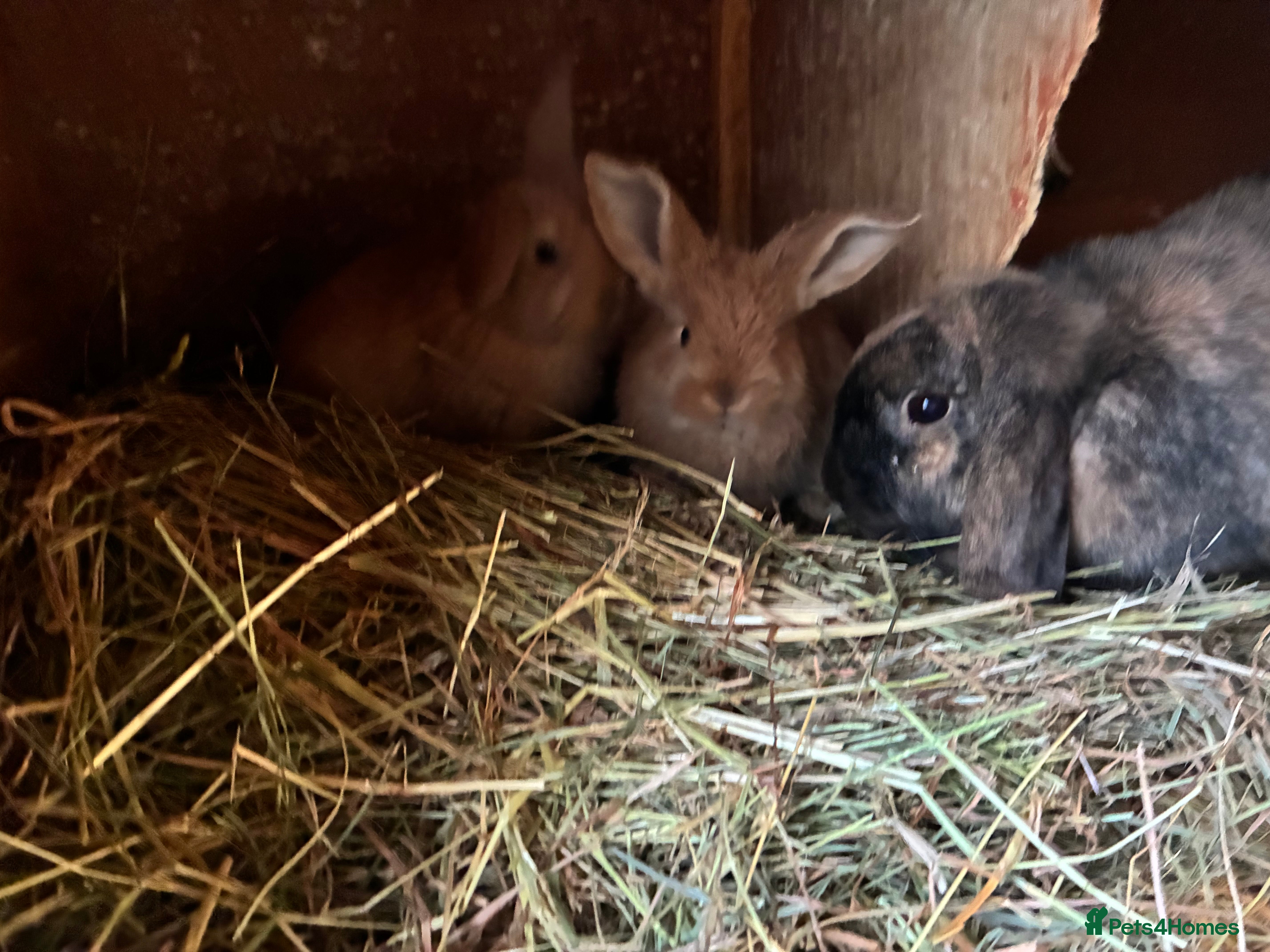 Lionhead rabbits 4 mini lop babies  - Advert 8