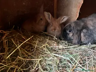 Lionhead rabbits 4 mini lop babies - Advert 8