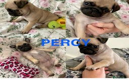 Pug dogs for sale: 🐾 💖Pugs & Kisses Available Here!🐾💖  - Image 8