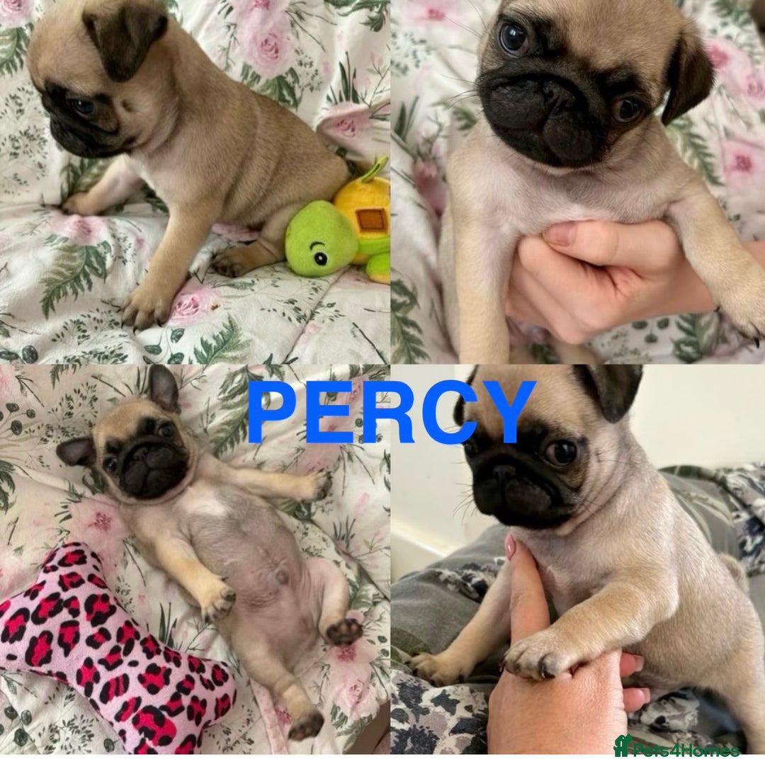 Pug dogs for sale: 🐾 💖Pugs & Kisses Available Here!🐾💖  - Image 8