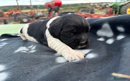 English Springer Spaniel dogs for sale: Gorgeous marked English Springer Spaniel pups  - Image 33