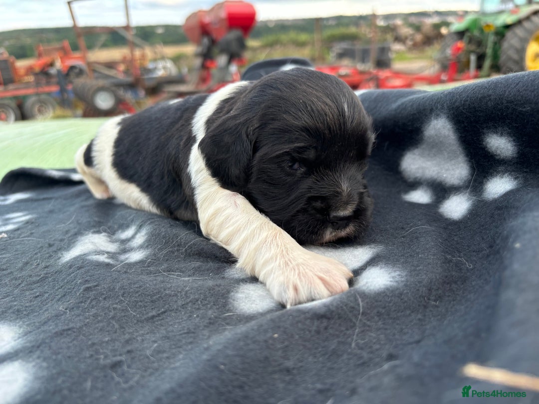English Springer Spaniel dogs for sale: Gorgeous marked English Springer Spaniel pups  - Image 33