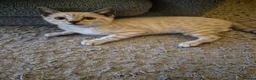 Bengal cats for sale: Bengal Kittens  - Advert 6