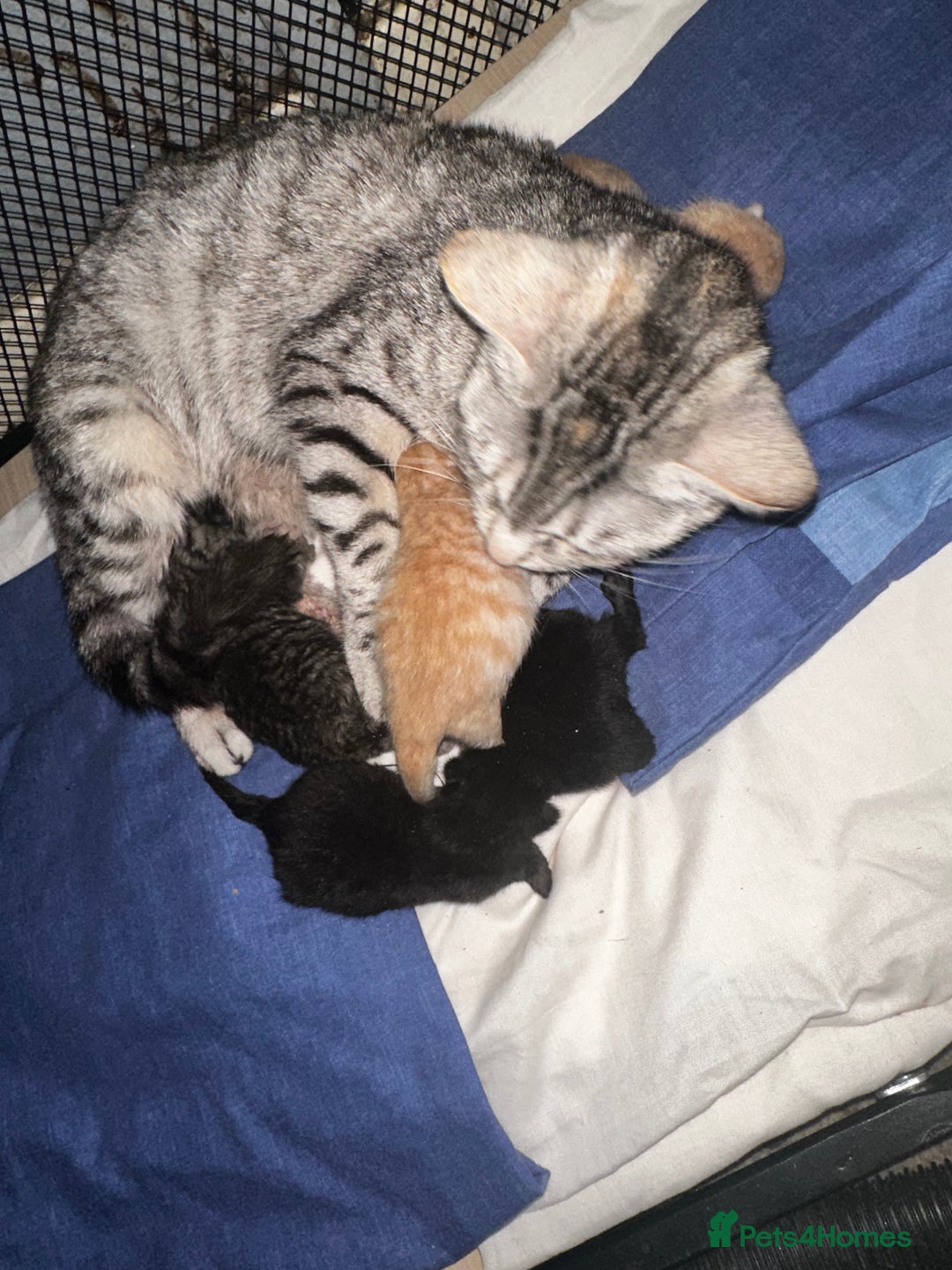 Bengal cats for sale: Bengal cross kittens  - Image 8