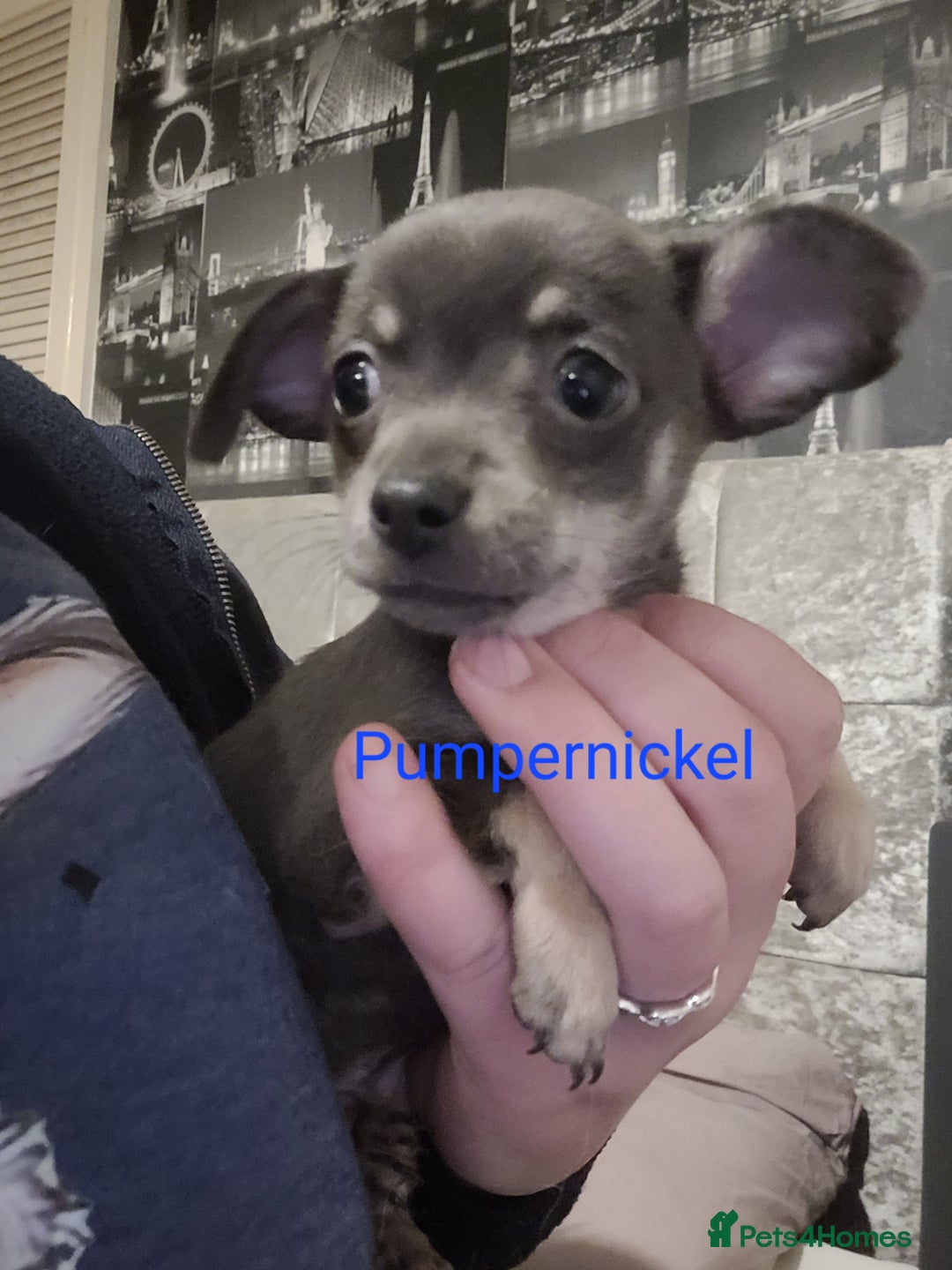 Chihuahua dogs for sale: Chihuahua puppies 2 males and 3 females  - Advert 3