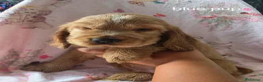 Cocker Spaniel 4