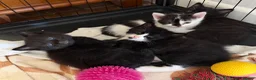 British Shorthair cats for sale: READY NOW Kittens  - Advert 13