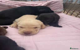 Labrador Retriever dogs for sale: Beautiful KC Registered Labrador Puppies - Image 4