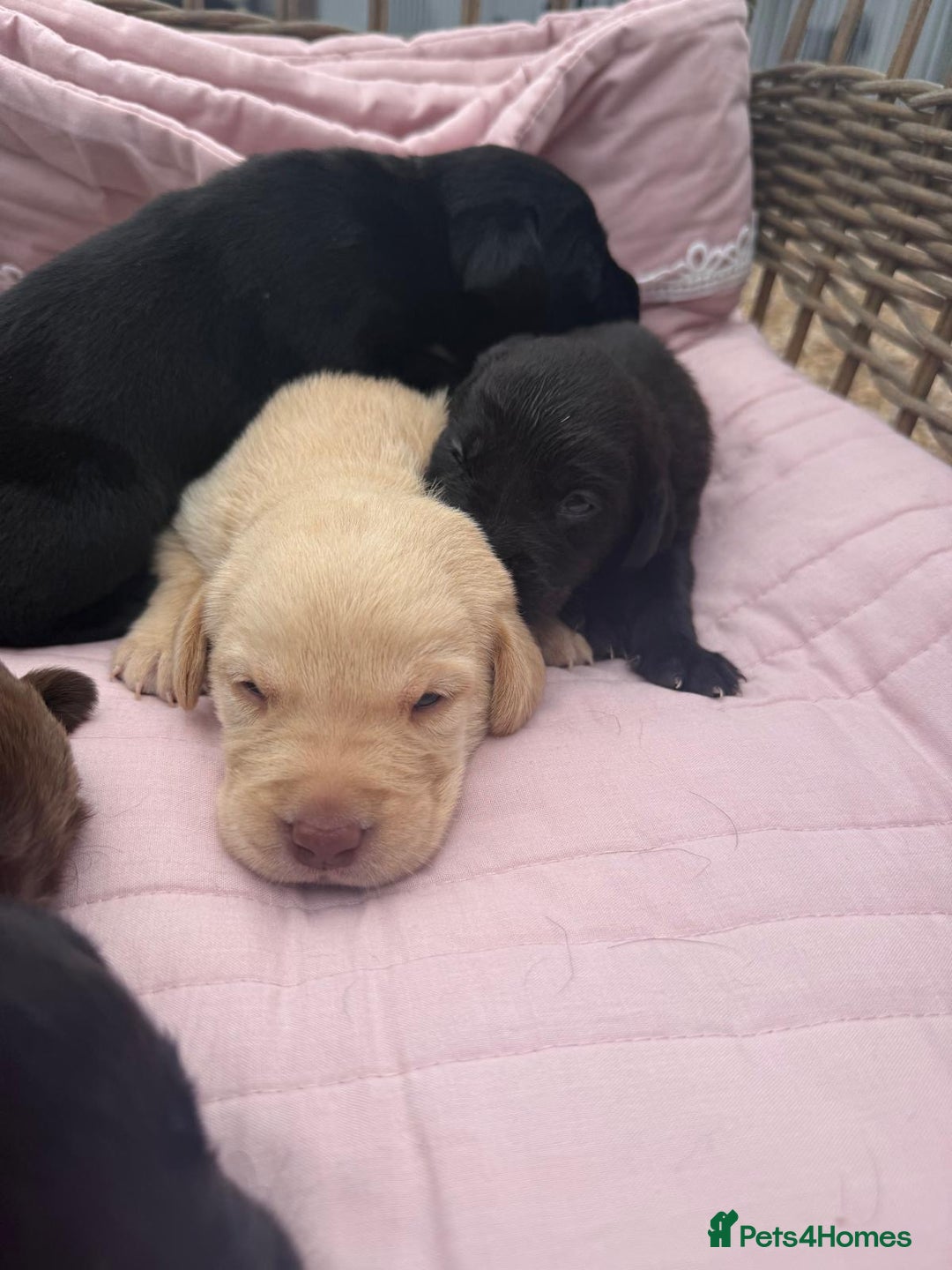 Labrador Retriever dogs for sale: Beautiful KC Registered Labrador Puppies - Image 4