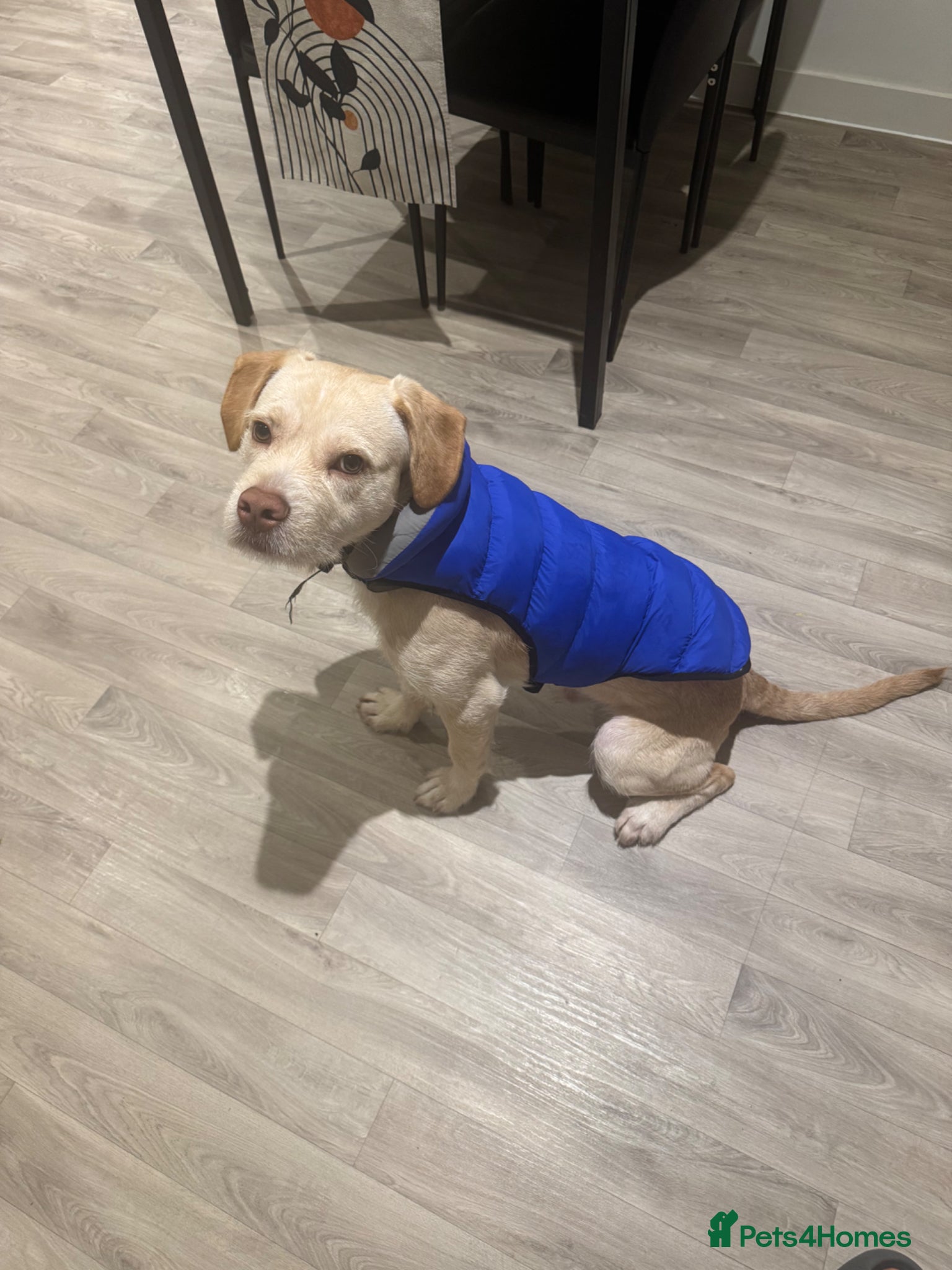 Mixed Breed dogs 🐾Milo- 1 years old American bully x cockapoo💙 - Advert 1
