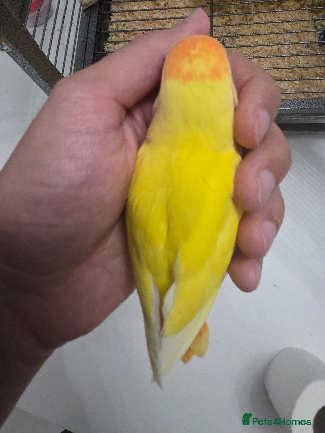 Lovebirds birds for sale: Beautiful tame, hand-reared baby peachface - Advert 2