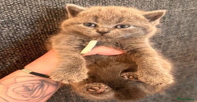 British Shorthair cats - Advert 9