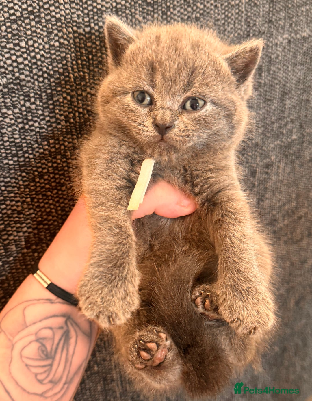 British Shorthair cats for sale: Chunky, fluffy British Shorthairs kittens🐾✨ - Image 1
