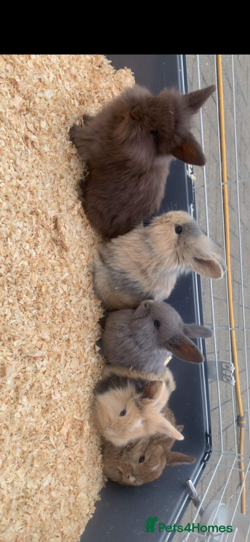 Mini Lion Lop rabbits Baby mini lion lops  - Advert 1