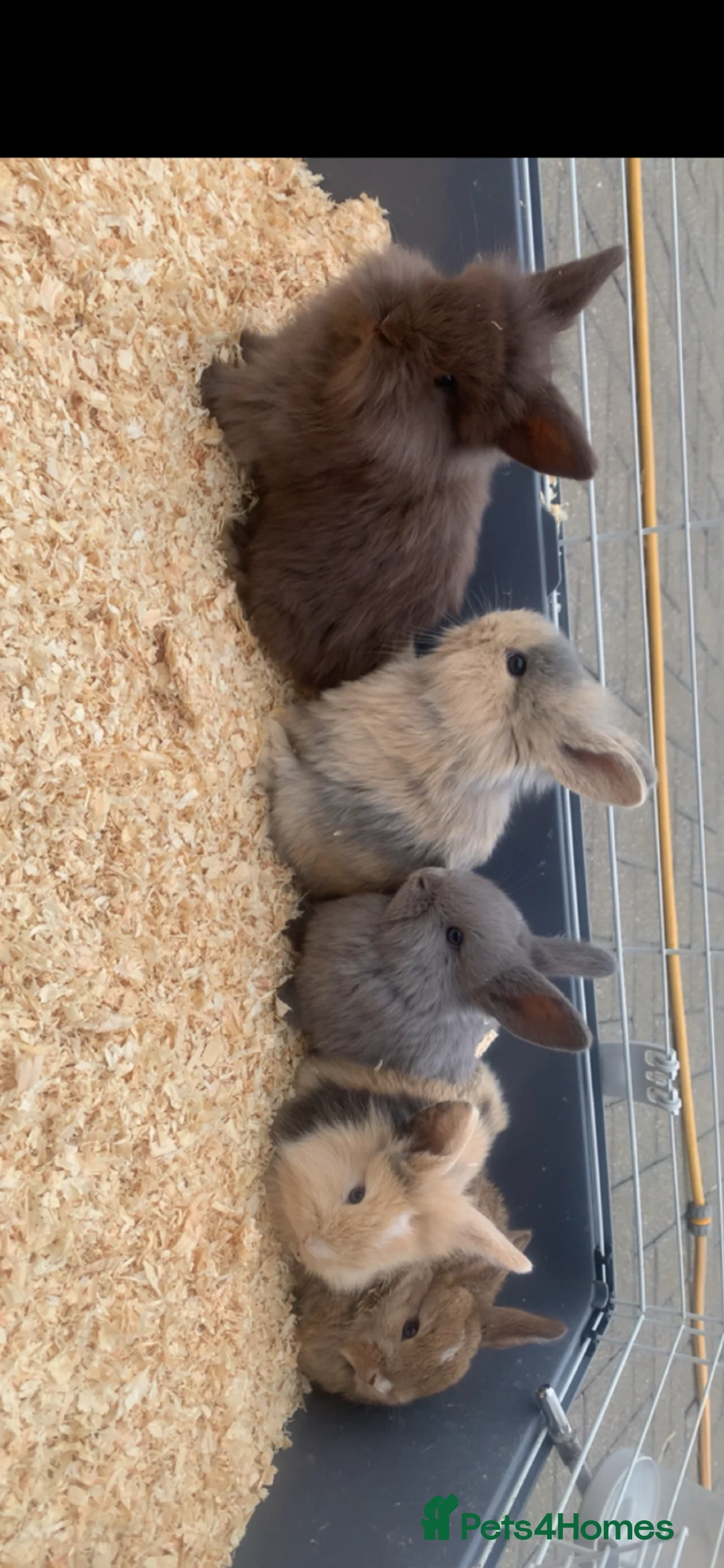 Mini Lion Lop rabbits for sale: Baby mini lion lops  - Advert 1