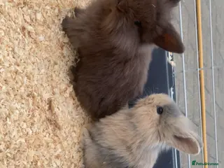 Mini Lion Lop rabbits Baby mini lion lops - Advert 1