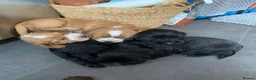 Sprocker dogs for sale: Beautiful Sprocker Puppies Seeking Forever Homes in Hengoed - Advert 10