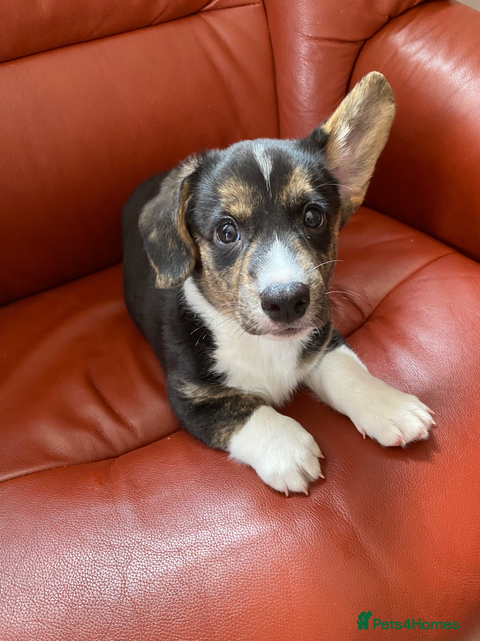 Welsh Corgi Cardigan dogs WELSH CARDIGAN CORGI BABIES - Advert 1