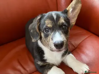 Welsh Corgi Cardigan dogs WELSH CARDIGAN CORGI BABIES - Advert 2