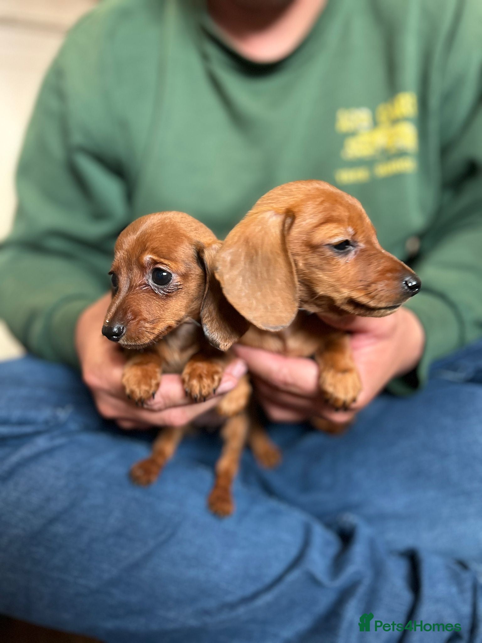 Miniature Dachshund dogs ⭐️Beautiful Kaninchen Pups READY NOW - Advert 2