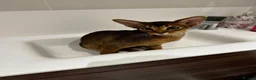 Abyssinian cats for sale: Pure Abyssinian available  - Advert 1
