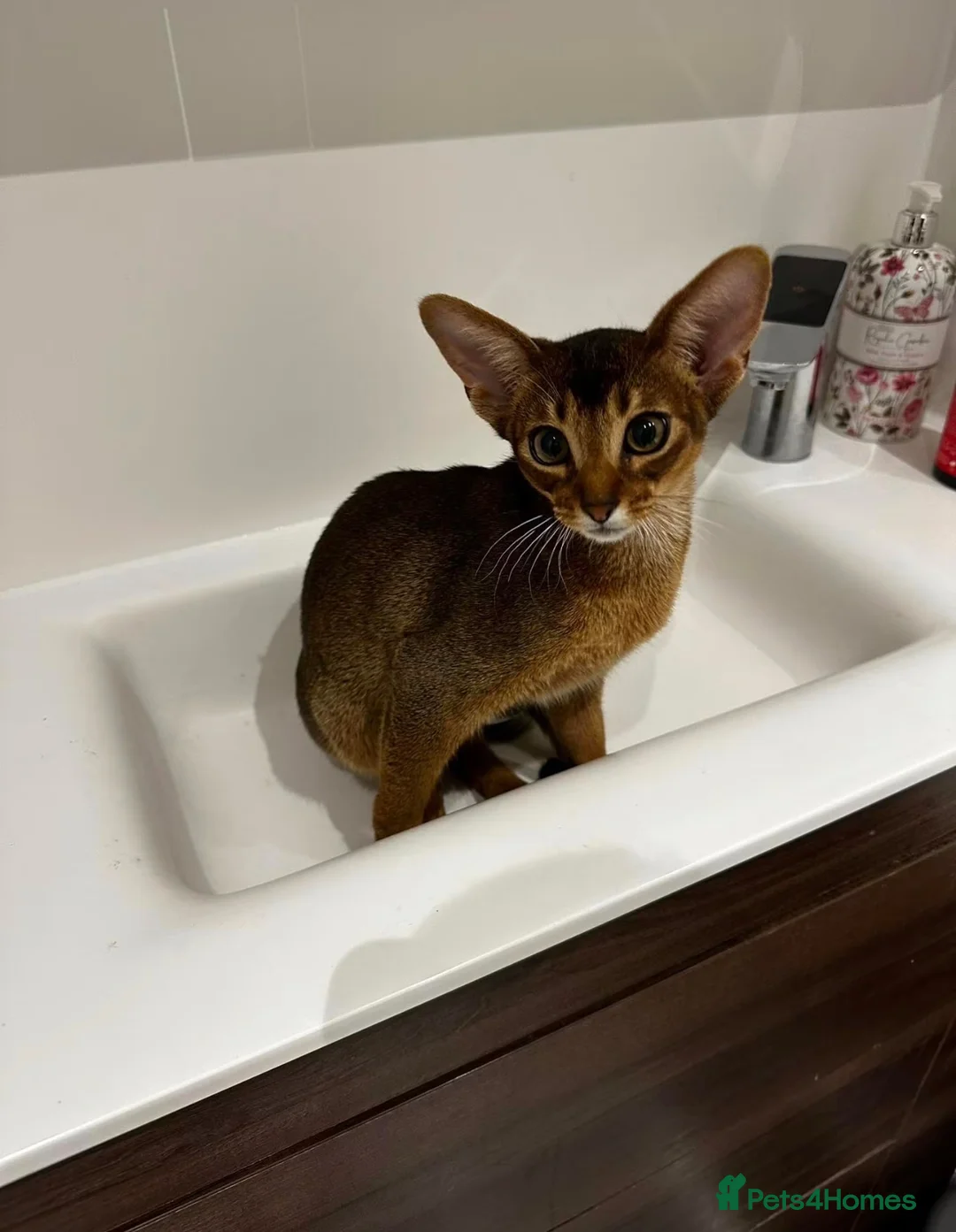 Abyssinian cats for sale: Pure Abyssinian available  - Advert 1