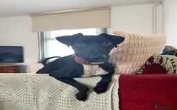 Patterjack dogs for sale: Morris *single pet home only* - Image 2