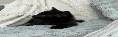 Black chunky boy with faint stripes & flecks of white on legs and tum