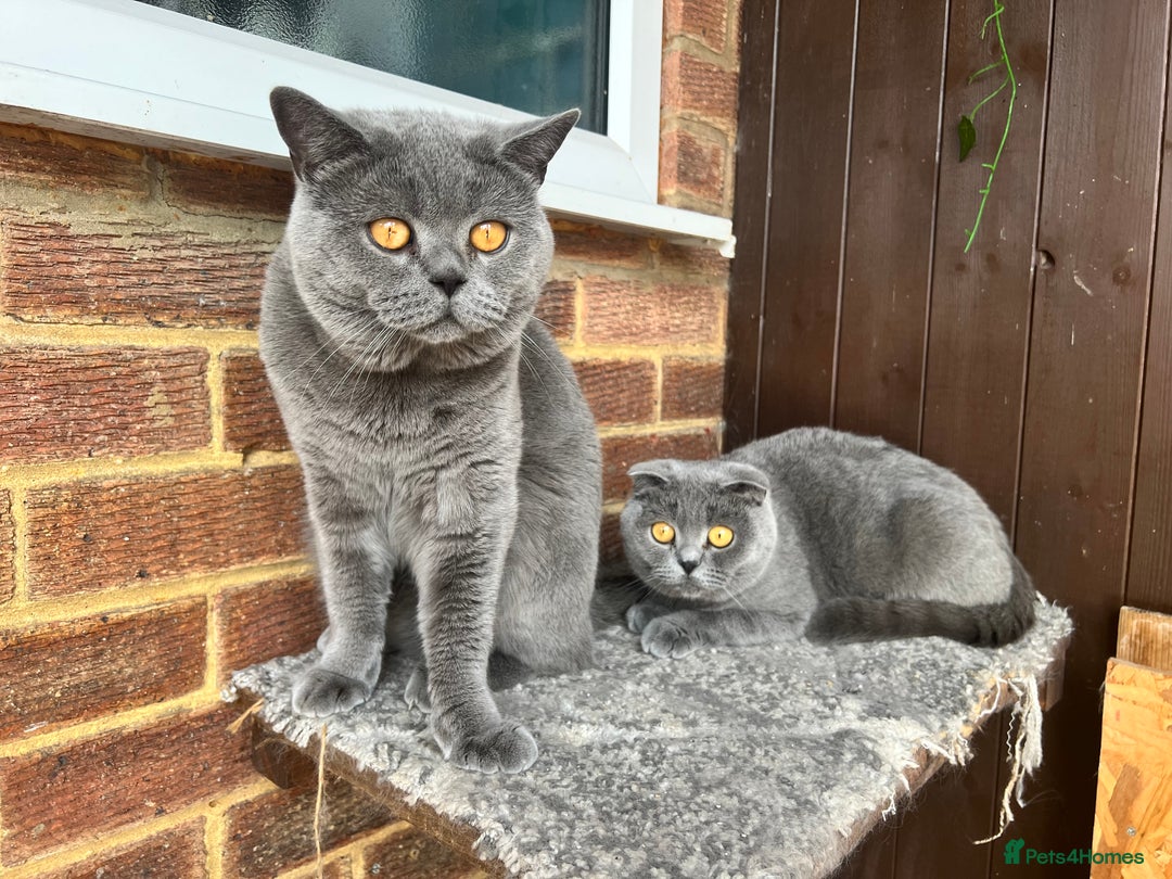 British Shorthair cats for sale: British shorthair fold - Image 8