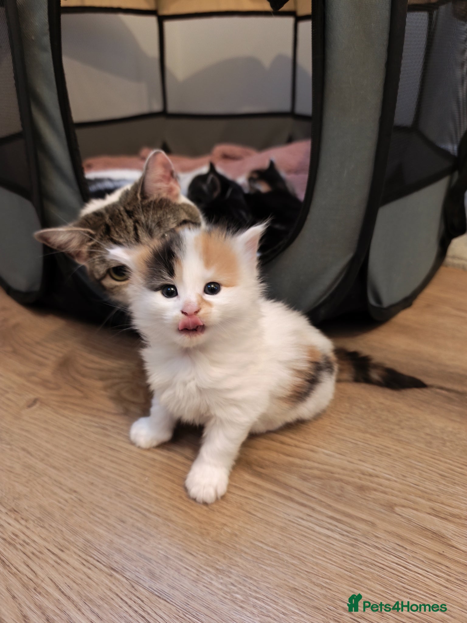 Mixed Breed cats The kittens are very beautiful, smart, playful,  - Advert 4
