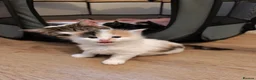 Mixed Breed cats for sale: The kittens are very beautiful, smart, playful,  - Advert 1