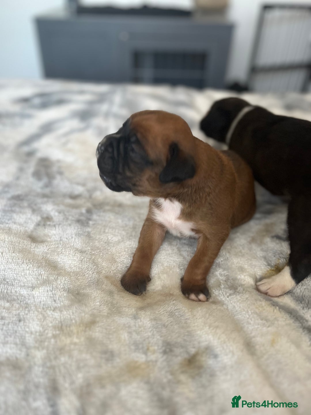 Boxer dogs for sale: Beautiful boxer babies bob/long  - Image 37
